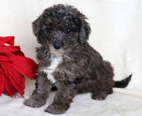Adorable Mini Poodle puppy with a soft curly brown and gray coat and a small white patch on its chest. The puppy is sitting on a cream background beside a bright red poinsettia, looking sweet and curious.