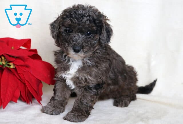 Banjo Mini Poodle image