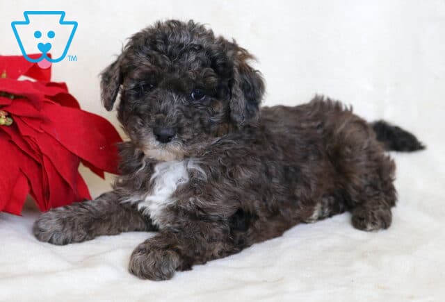 Banjo Mini Poodle2 image