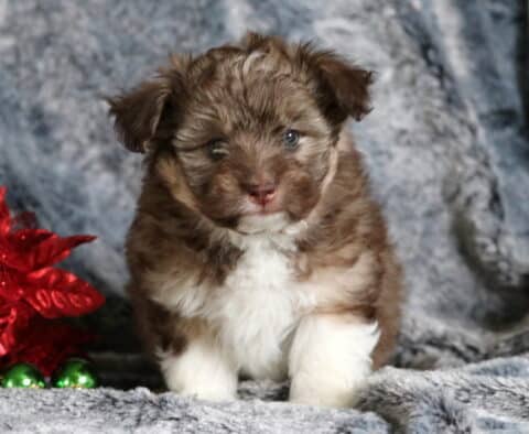 Round-faced Mini Aussiedoodle puppy with a fluffy chocolate merle coat, white chest, and bright blue eyes sitting on a soft gray blanket beside red Christmas décor and green ornaments.