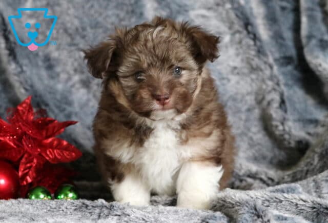 Barlow Mini Aussiedoodle image