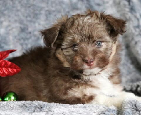 Barlow Mini Aussiedoodle2