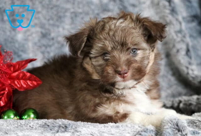 Barlow Mini Aussiedoodle2 image