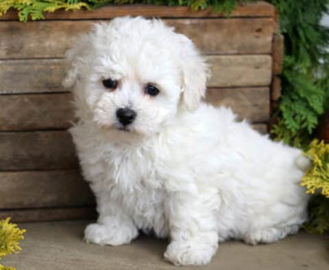 Bayla Bichon