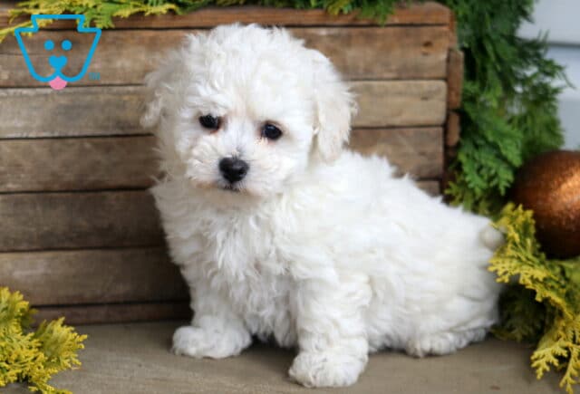 Bayla Bichon image
