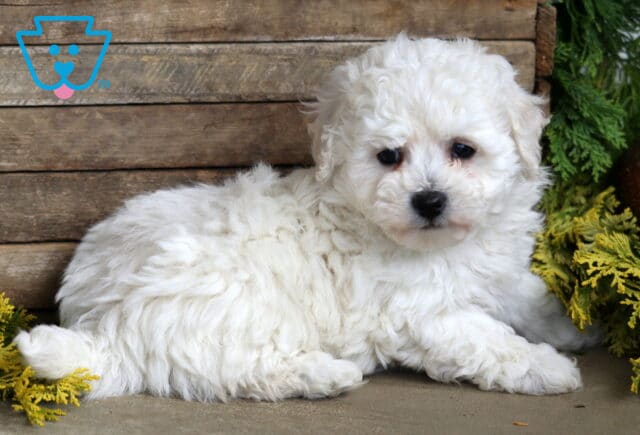 Bayla Bichon2 image