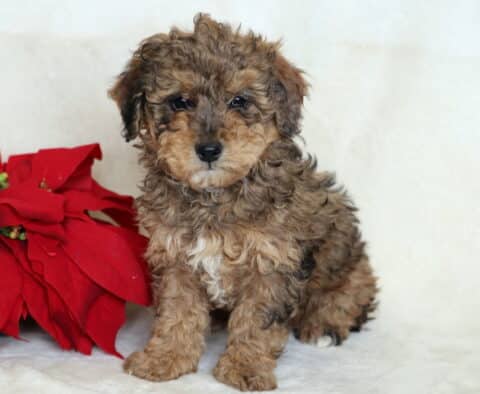 Sweet Mini Poodle puppy sitting on a cream blanket beside a red poinsettia. The puppy has a fluffy apricot and tan curly coat with soft black accents on its ears and face, looking curious and gentle.