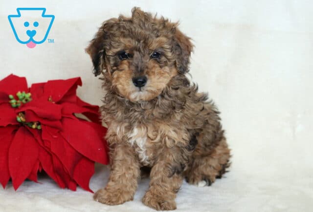 Bean Mini Poodle image