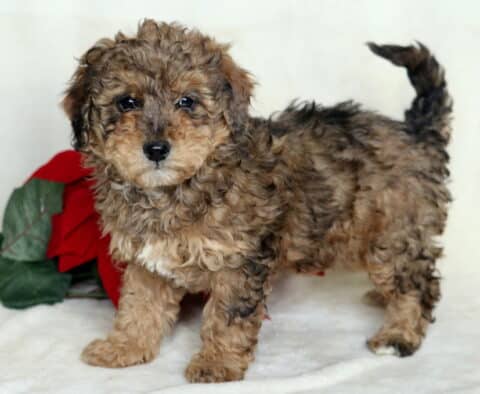 Bean Mini Poodle2
