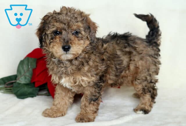 Bean Mini Poodle2 image