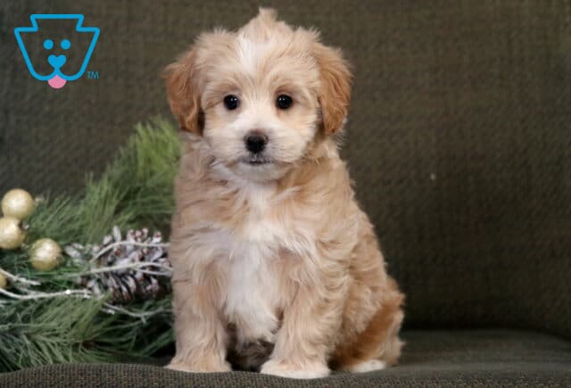 Bear Poodle Mix image