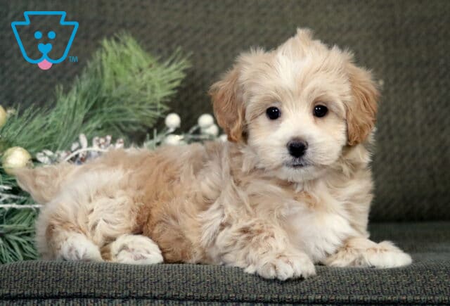 Bear Poodle Mix2 image