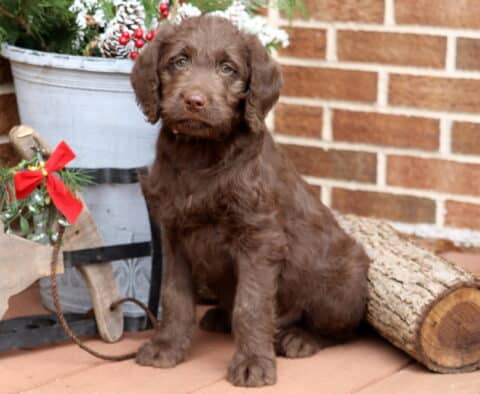 Fluffy chocolate Labradoodle puppy sitting on a wooden deck beside a festive winter display with pinecones and greenery, looking sweetly at the camera with soft brown eyes.