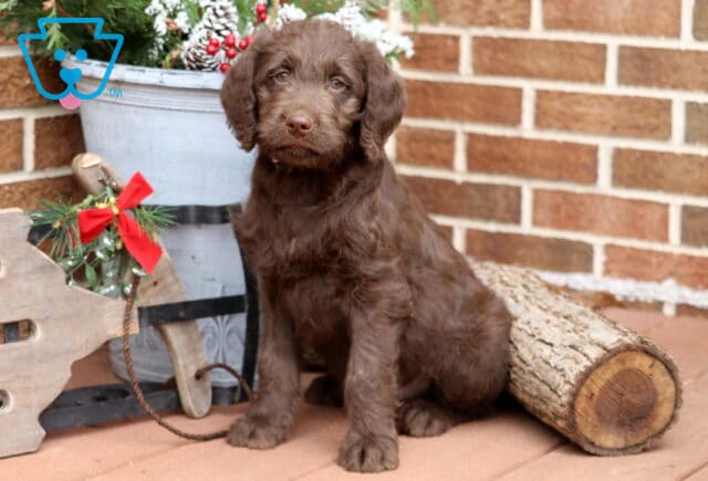 Fluffy chocolate Labradoodle puppy sitting on a wooden deck beside a festive winter display with pinecones and greenery, looking sweetly at the camera with soft brown eyes. image
