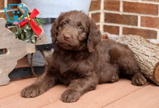 Chocolate Labradoodle puppy lounging on a wooden deck beside a festive holiday display with a red bow, looking up with soft hazel eyes and a fluffy wavy coat. image