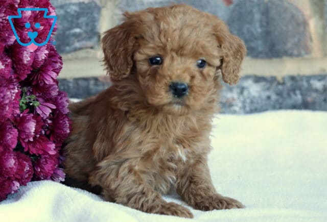 Bee Toy GOldendoodle image