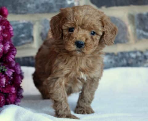 Bee Toy GOldendoodle2