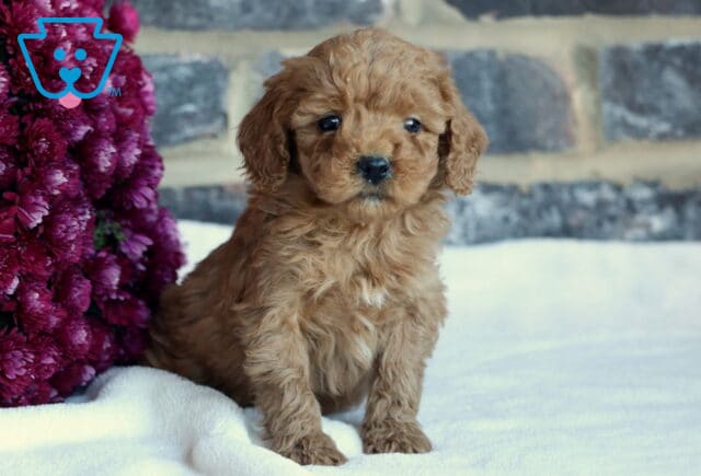 Bee Toy GOldendoodle3 image