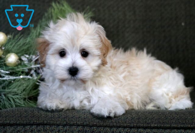 Bell Poodle Mix image