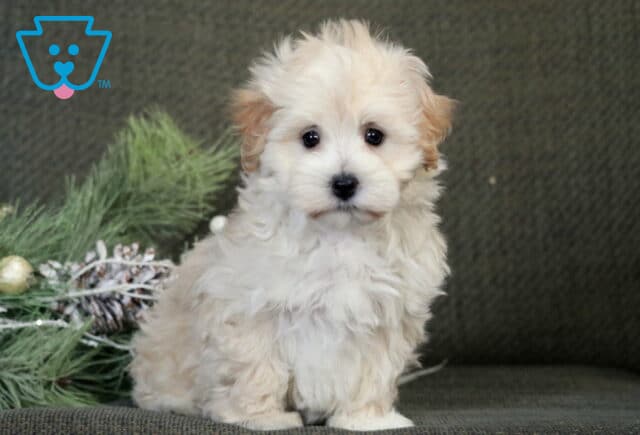 Bell Poodle Mix2 image