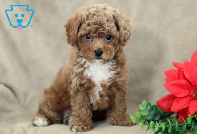 Bella Bichpoo2 image