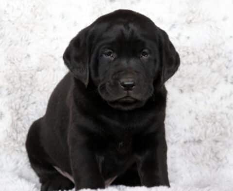 Adorable black Labrador Retriever puppy sitting on a white fluffy blanket, looking calm and sleepy with a shiny coat and round face.
