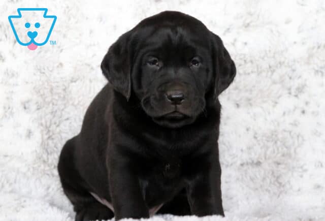 Adorable black Labrador Retriever puppy sitting on a white fluffy blanket, looking calm and sleepy with a shiny coat and round face. image