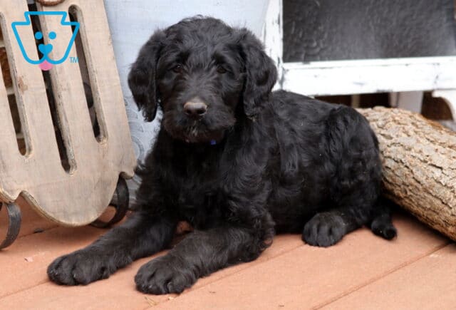 Black Labradoodle puppy lying on a wooden porch beside a log and rustic decor, looking forward with a fluffy curly coat and gentle expression. image