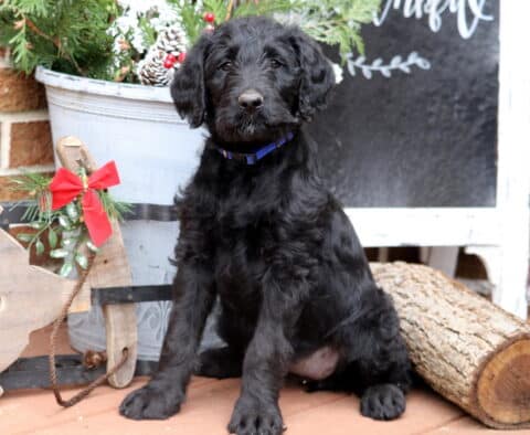 Black Labradoodle puppy sitting beside a holiday-themed bucket of greenery and pinecones, with a wooden sled and a log nearby, looking forward with a curly coat and a blue collar.