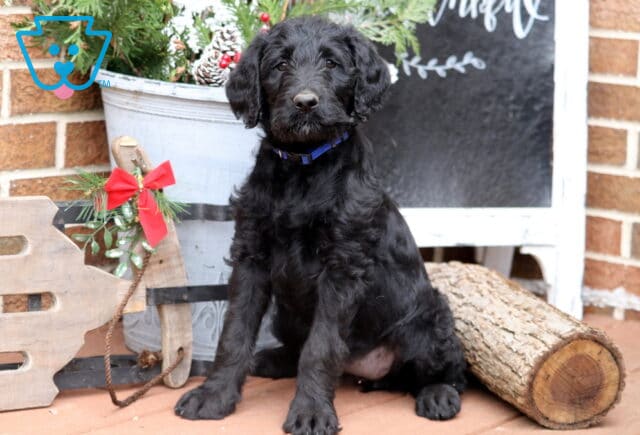 Black Labradoodle puppy sitting beside a holiday-themed bucket of greenery and pinecones, with a wooden sled and a log nearby, looking forward with a curly coat and a blue collar. image