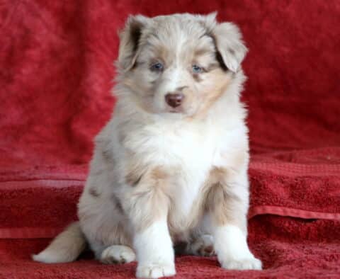 Bella Mini Australian Shepherd