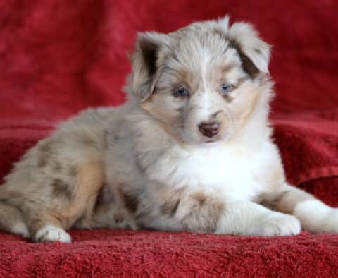 Red merle Mini Australian Shepherd puppy with striking blue eyes lying on a red blanket, showing soft cream and tan markings across its fluffy coat.