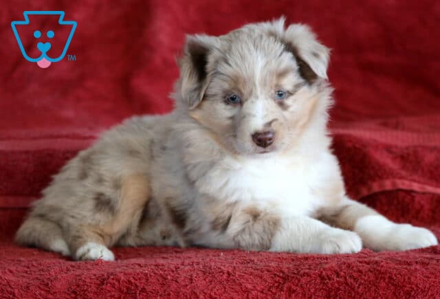 Bella Mini Australian Shepherd2 image