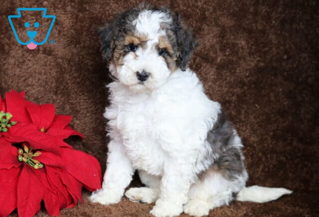 Benji Mini Poole image