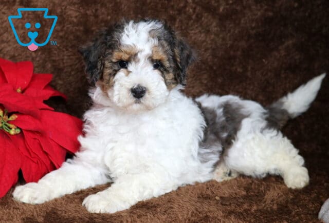 Benji Mini Poole2 image