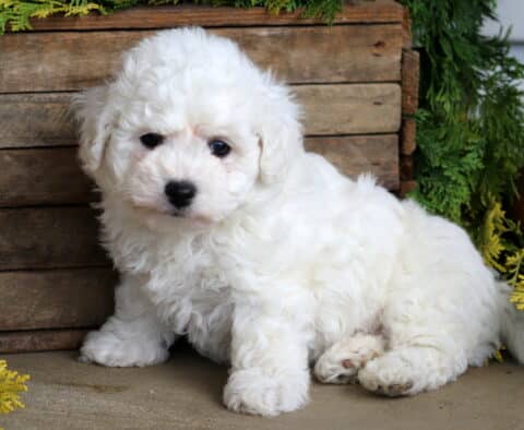 Benny Bichon