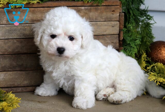 Benny Bichon image