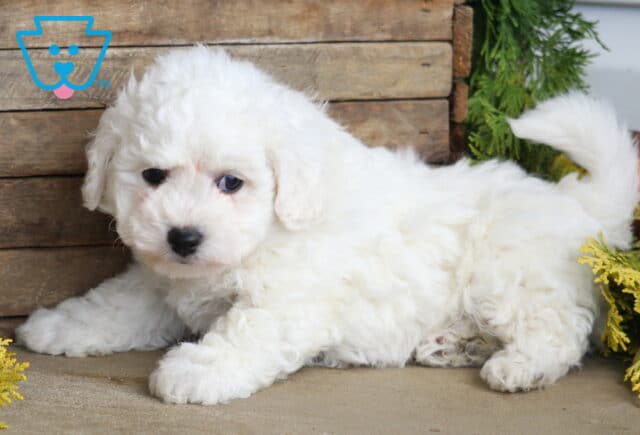 Benny Bichon2 image