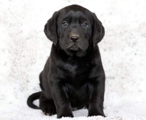 Black Labrador Retriever puppy sitting on a soft white blanket, looking forward with a calm and gentle expression.