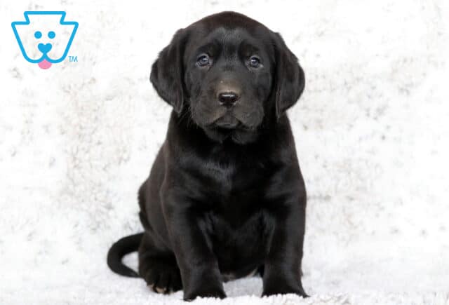 Black Labrador Retriever puppy sitting on a soft white blanket, looking forward with a calm and gentle expression. image
