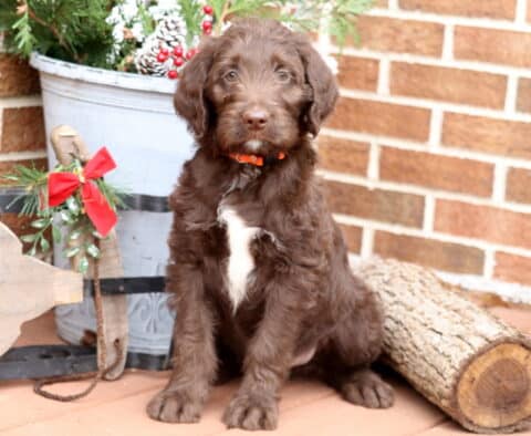 Fluffy chocolate Labradoodle puppy with a white chest patch and orange collar sitting beside a festive holiday display and a log, looking sweetly at the camera.
