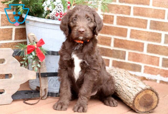 Fluffy chocolate Labradoodle puppy with a white chest patch and orange collar sitting beside a festive holiday display and a log, looking sweetly at the camera. image