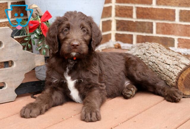 Chocolate Labradoodle puppy with a white chest marking and orange collar laying on a wooden porch beside a festive holiday display and a log, looking calmly at the camera. image