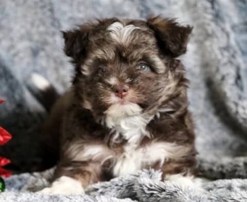 Benny Mini Aussiedoodle