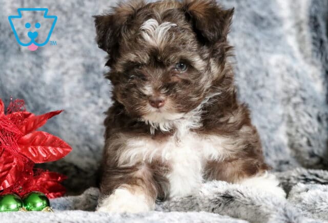 Benny Mini Aussiedoodle2 image