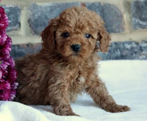 Benny Toy GOldendoodle