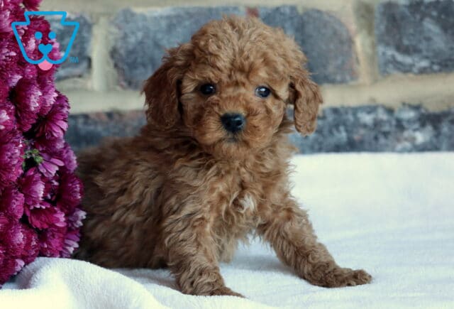 Benny Toy GOldendoodle image