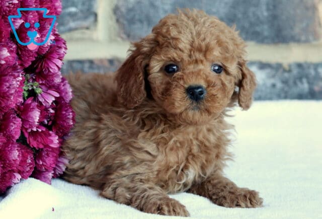 Benny Toy GOldendoodle2 image