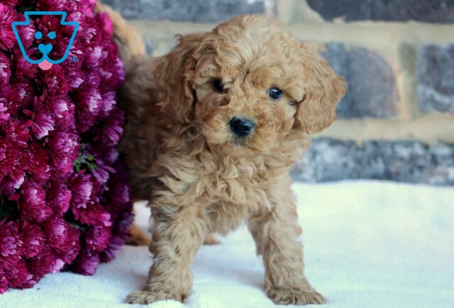 Bingo Toy Goldendoodle image