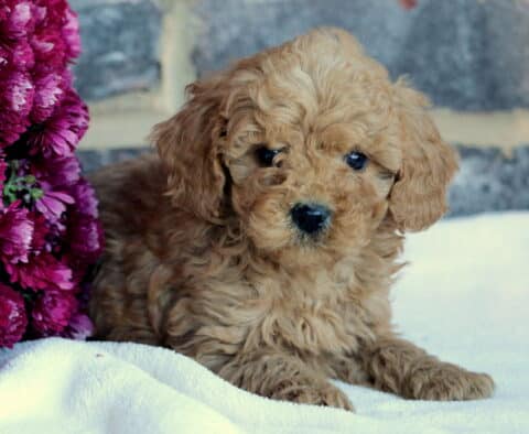 Bingo Toy Goldendoodle2